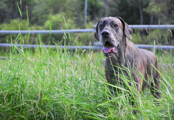 Wall Mural - Grey colored Great Dane out in tall green grass 