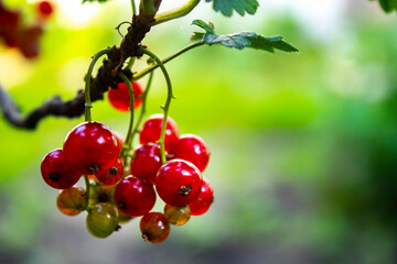 Wall Mural - fresh currant red berries in the garden