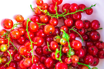 Wall Mural - fresh currant red berries on white background