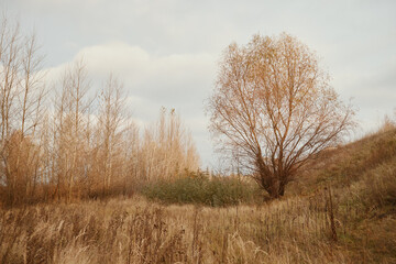 Wall Mural - Autumn deciduous trees in the forest at sunset.