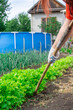 © Ersin - Woman with gardening tool working in her vegetable garden. Backyard garden in summer. Eco friendly gardening. The gardener loosening the land around the green bush of salad.