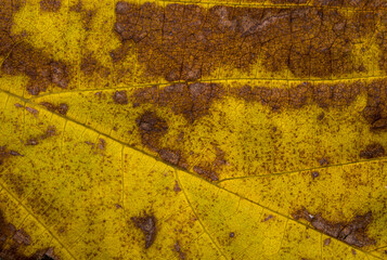 Closeup of autumn leaf from a mulberry tree. Yellow and brown patches. Very textural. Looks like a natures road map. 