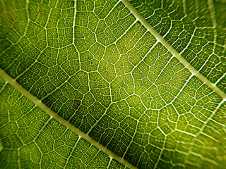 Wall Mural - Macro shot of leaf texture