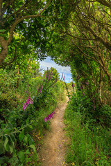 Wall Mural - Beautiful walkway in Hawkins Hill, New Zealand