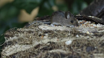 Wall Mural - A cute wild baby Wood Mouse,  Apodemus sylvaticus, eating seeds sitting on a log in woodland.