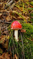 Mushroom with a red cap on a bright green moss
