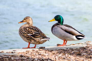 Duck couple