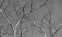 Bare Trees Branches Over Clear Sky, Black And White