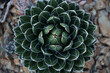 © Luis Garcia - close up of a cactus plant