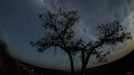 Wall Mural - Time Lapse of the nighttime stars and clouds moving behind a lone tree in the desert. Shot in Namibia.