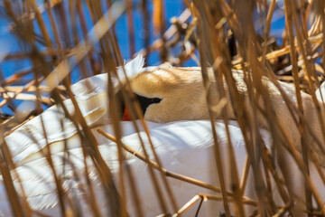 Wall Mural - Mute swan relaxing in reeds at a lake