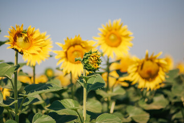 Sunflower blossoming field in summer