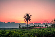 Silhouette Palm  Coconut Tree With Mountains On Background  Horizon Hills In Kanchanaburi Thailand At Sunet