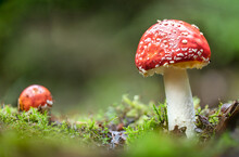 Pair Of Fly Agaric In The Forest