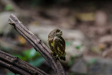 Wall Mural - Asian barred owlet (Glaucidium cuculoides) sitting on a branch