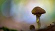 Armillaria mushroom in a colorful forest