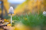 Fototapeta Sawanna - shaggy ink cap mushroom on a green lawn