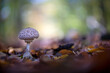 parasol mushroom in a forest