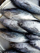 © anant_kaset - Group of Longtail or Northern bluefin tuna fishes at market, Sea raw fish in Thailand