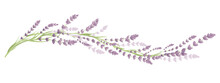 Lavender -- Narrow Banner. Long Border With Flowers And Leaves, Vector Illustration, Design Element.	