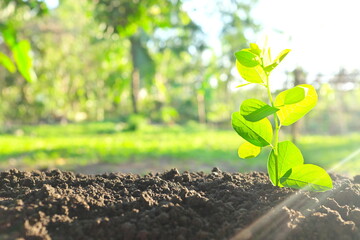 Canvas Print - Growing plant seedling tree sapling on soil at sunrise with copy space. Spring season, springtime, new life, beginnings, brighter tomorrow and hope concept.