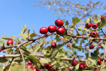 Sticker - Crataegus, commonly called hawthorn, thornapple. Bright red berries and green leaves on a branch of hawthorn in autumn. Hawthorns provide food for many species of birds and mammals