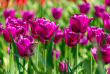 Fototapeta Tulipany - Purple tulips blooming