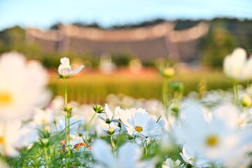 Wall Mural - Close-up of beautiful white chrysanthemum flower with The Lee Teng-fan's Ancient Residence in the background.