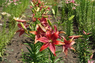  Multiple red flowers of lilies in June