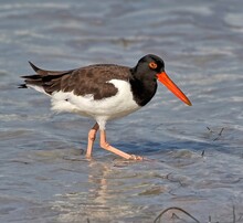 Profile Shot Of An American Oystercatcher Wading In The Gulf Of Mexico. 
Haematopus