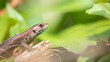 viviparous lizard or common lizard in the underbrush