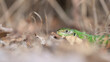 Western green lizard in the undergrowth