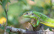 Western green lizard in a bush