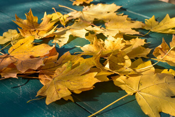 Fallen yellow sun leaves on the table