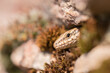 wall lizard looking out of a hole in a wall
