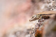 wall lizard on a wall or rock