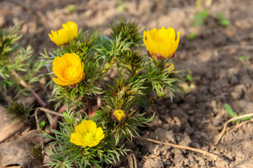 Canvas Print - Yellow adonis flower in garden on spring