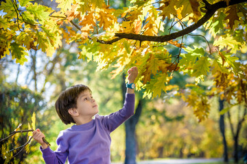 Wall Mural - A small boy reaches for falling leaves in autumn. five year old toddler playing outside