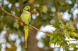 Rose-ringed parakeet on a branch