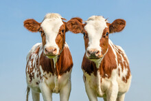 Cute Cow Calves Tender Love Portrait Of Two Cows, Lovingly Together, With Dreamy Eyes, Red And White With Blue Sky  Background