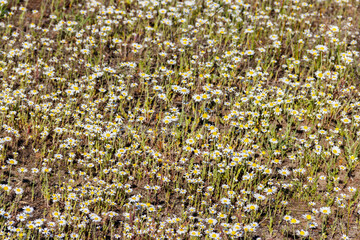 Canvas Print - White chamomile flowers on a meadow at spring