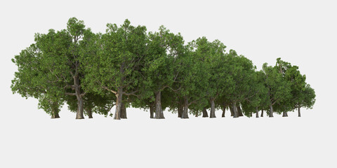 Forest isolated. Image useful for banners, posters or photo manipulations. 3d rendering. Illustration