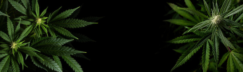 marijuana plants on black background with space for text in banner format