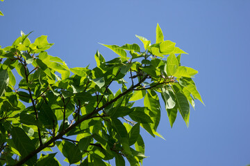 Green leaf of  Ficus Tinctoria fruits