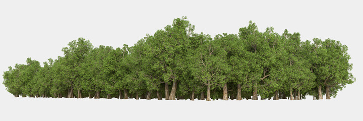 Forest isolated. Image useful for banners, posters or photo maipulations. 3d rendering. Illustration
