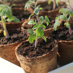 Wall Mural - Potted seedlings growing in biodegradable peat moss pots . Gardening concept .Young tomato seedling sprouts.