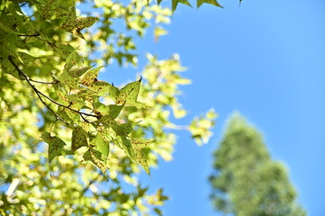 Wall Mural - Focus on the beautiful leaves against the blue sky in a sunny day.