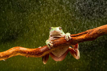 Wall Mural - White's Tree Frog (Litoria caerulea)