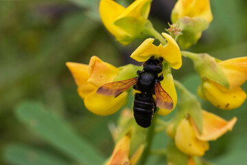 bee on yellow flower