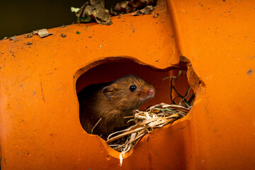 Wall Mural - Eurasian harvest mouse (Micromys minutus) - closeup with selective focus